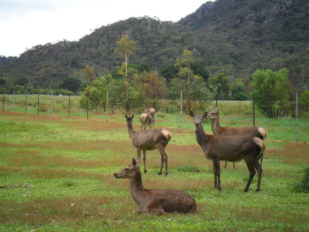 Villa Grampians Chalets Halls Gap Exterior foto