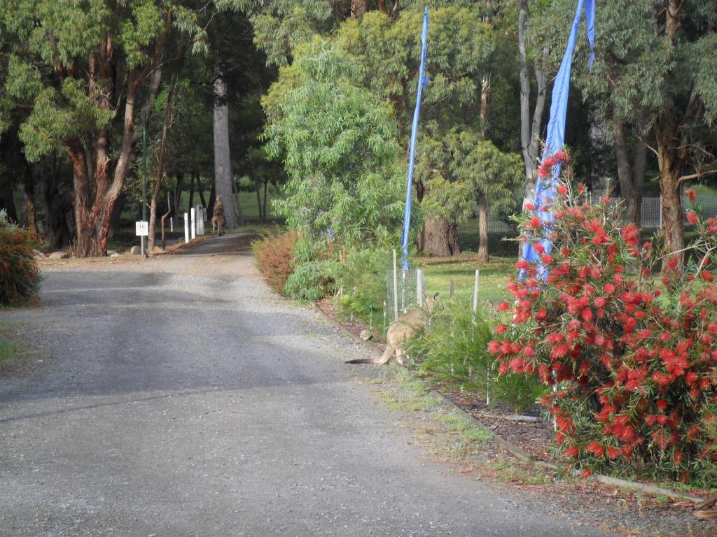 Villa Grampians Chalets Halls Gap Exterior foto