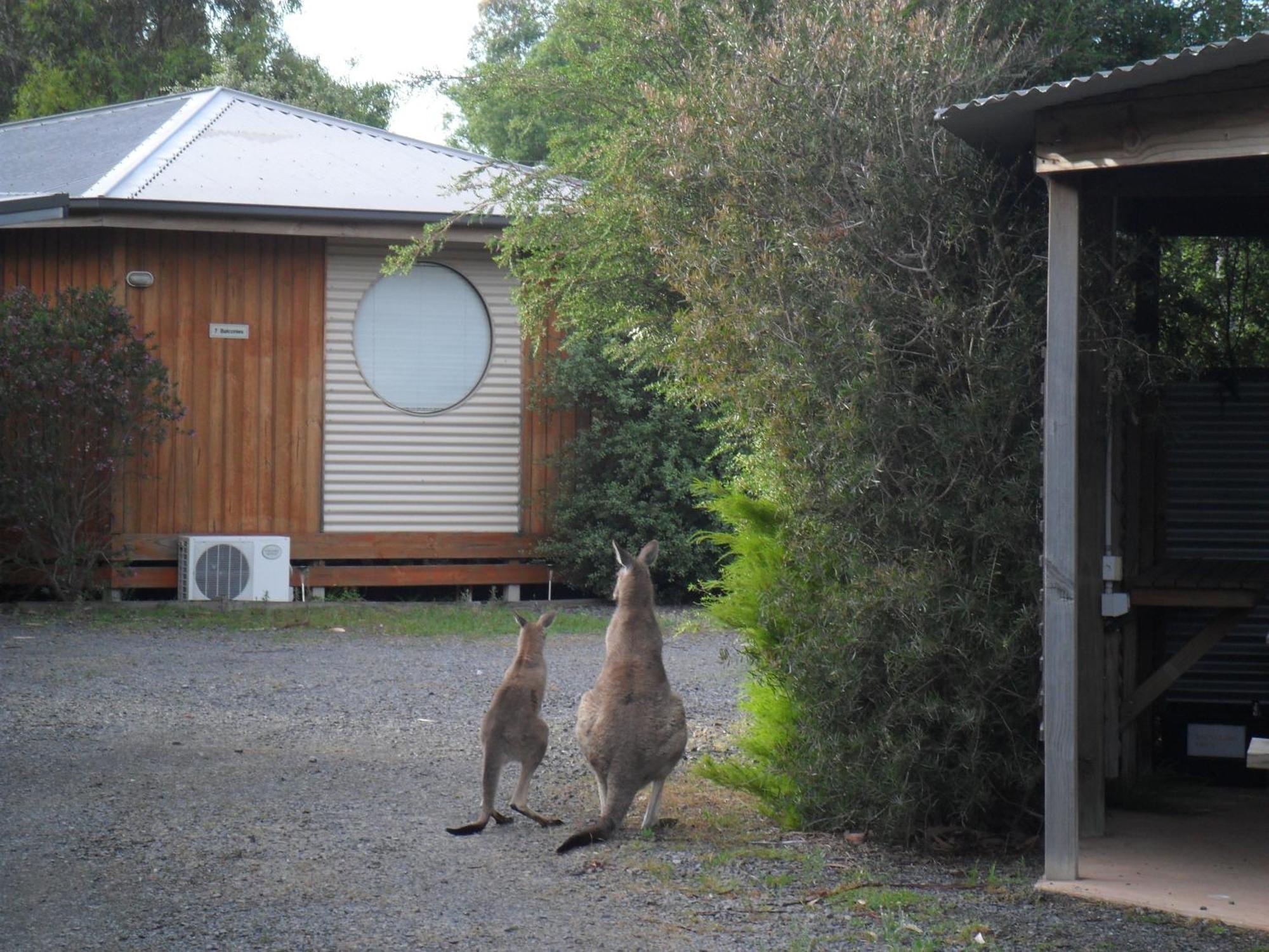 Villa Grampians Chalets Halls Gap Exterior foto