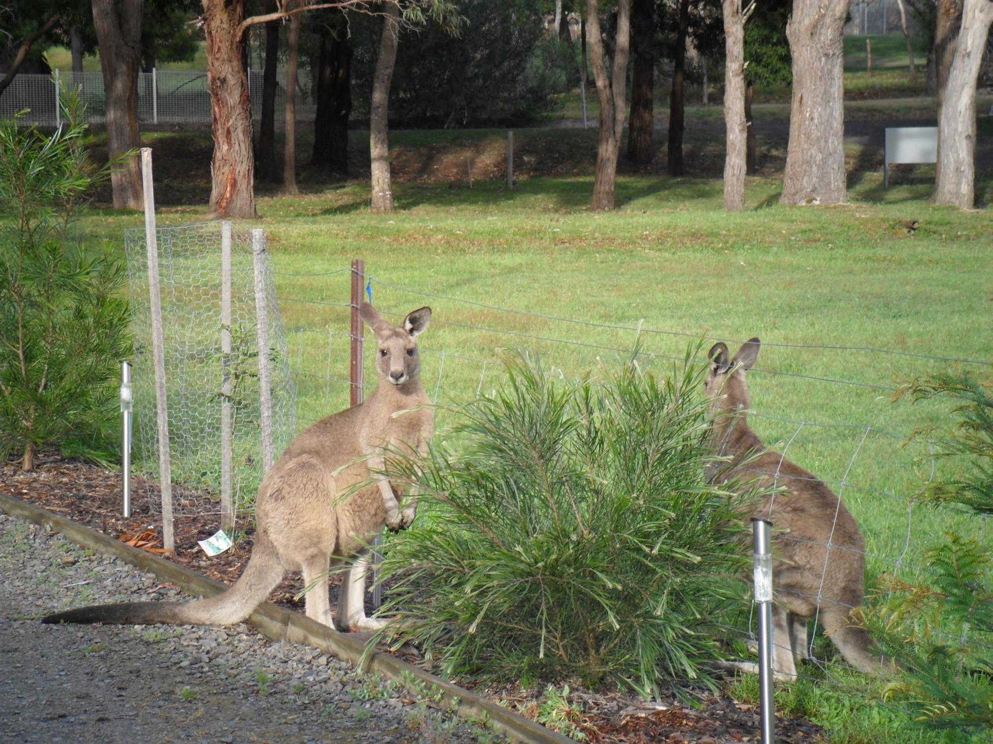 Villa Grampians Chalets Halls Gap Exterior foto